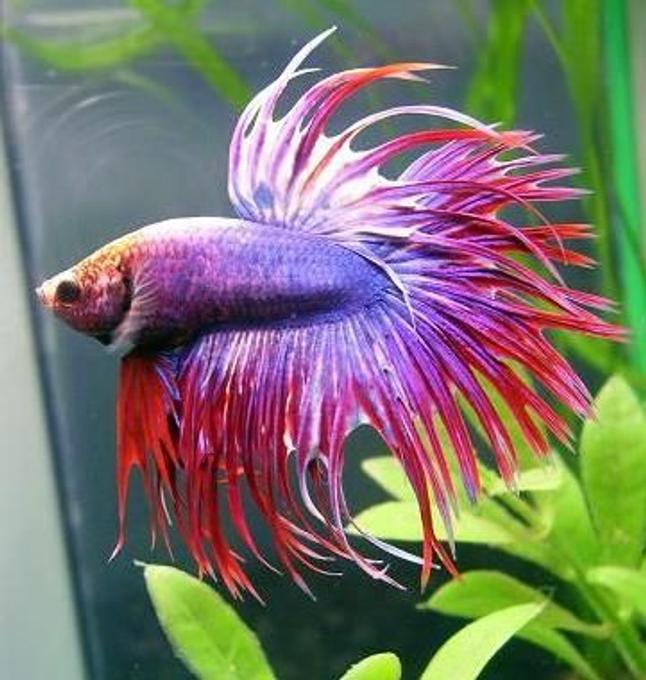freshwater fish - betta splendens - crown tail betta stocking in 30 gallons tank - pic