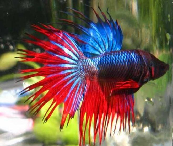 freshwater fish - betta splendens - crown tail betta stocking in 30 gallons tank - pic