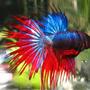 freshwater fish - betta splendens - crown tail betta stocking in 30 gallons tank - pic