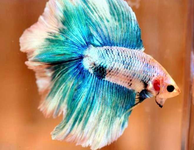freshwater fish - betta splendens - half moon betta stocking in 30 gallons tank - pic
