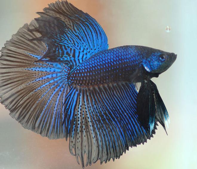 freshwater fish - betta splendens - half moon betta stocking in 30 gallons tank - pic