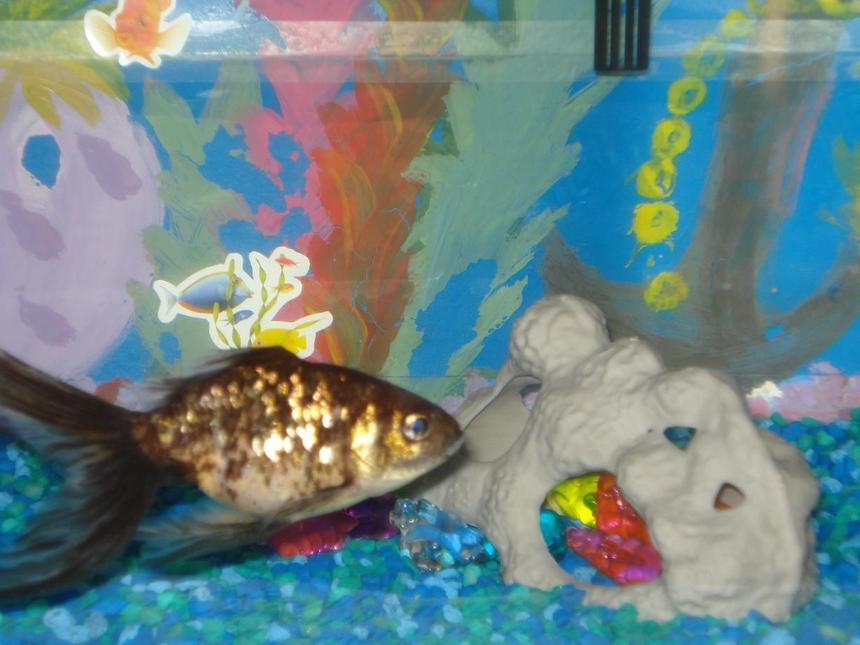 Rated #2384: Freshwater Fish - Carassius Auratus - Chocolate Ryukin Goldfish Stocking In 10 Gallons Tank - just a glimpse! like the backdrop?