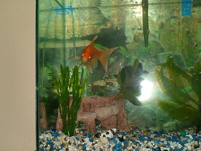 freshwater fish - carassius auratus - fantail goldfish stocking in 75 gallons tank - Hi I'm Herb. I'm Just A Feeder goldfish