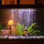 75 gallons freshwater fish tank (mostly fish and non-living decorations) - lol