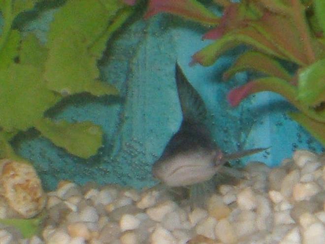 freshwater fish - dun dun shark stocking in 75 gallons tank - DUNDUN DUNDUN  SHARK!!!!!!!