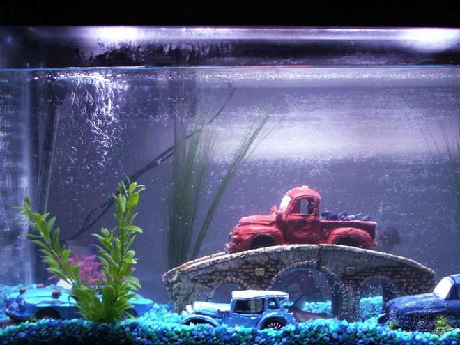 40 gallons freshwater fish tank (mostly fish and non-living decorations) - My Under Water Junk Yard