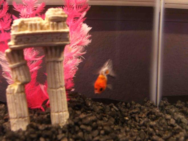 freshwater fish - carassius auratus - calico oranda goldfish stocking in 40 gallons tank - My Soon to be wives new gold fish. There are 2 of them but they wont swim next to each other..lol
There cute..i guess lol