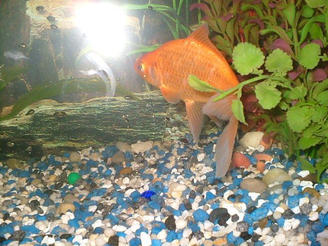 freshwater fish - carassius auratus - sarasa comet stocking in 75 gallons tank - wow