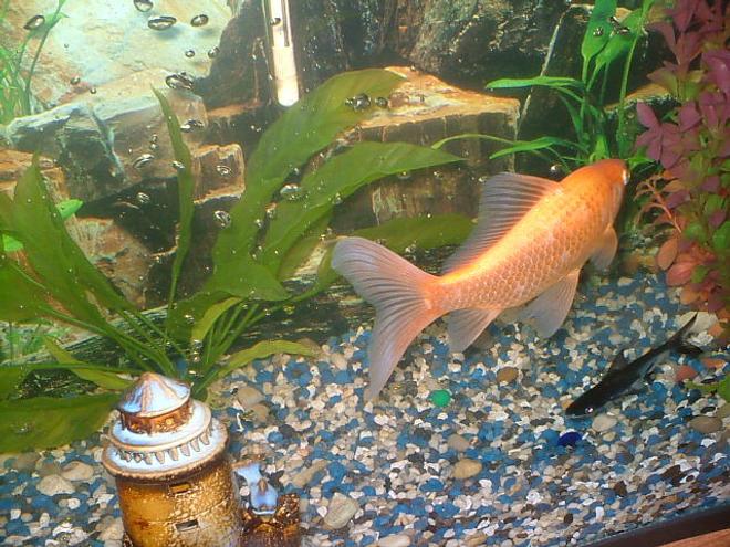 freshwater fish - carassius auratus - sarasa comet stocking in 75 gallons tank - said the shark to the big goldfish "when i grow im going to eat you"