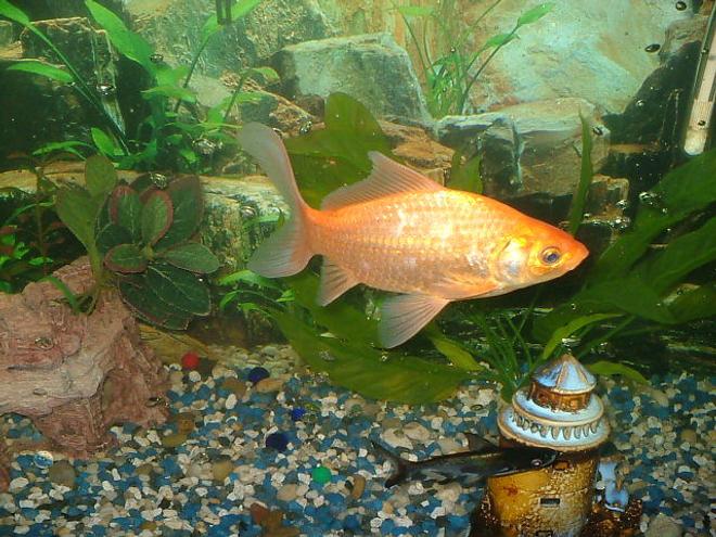 freshwater fish - carassius auratus stocking in 75 gallons tank - "i dont think so" was the golfishs reply