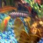 freshwater fish - pseudotropheus demasoni - demasoni cichlid stocking in 30 gallons tank - pic