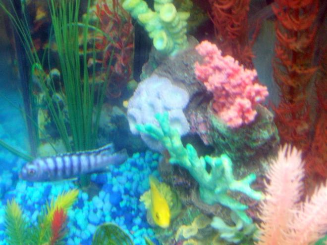 freshwater fish - pseudotropheus demasoni - demasoni cichlid stocking in 30 gallons tank - pic