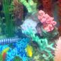 freshwater fish - pseudotropheus demasoni - demasoni cichlid stocking in 30 gallons tank - pic