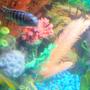 freshwater fish - pseudotropheus demasoni - demasoni cichlid stocking in 30 gallons tank - pic