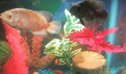 freshwater fish - astronotus ocellatus - albino oscar stocking in 30 gallons tank - pic