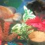 freshwater fish - astronotus ocellatus - albino oscar stocking in 30 gallons tank - pic