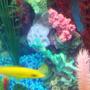 freshwater fish - labidochromis caeruleus - electric yellow cichlid stocking in 30 gallons tank - pic