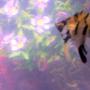 freshwater fish - pterophyllum sp. - koi angel stocking in 30 gallons tank - pic