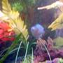 freshwater fish - colisa llalia - powder blue dwarf gourami stocking in 30 gallons tank - pic