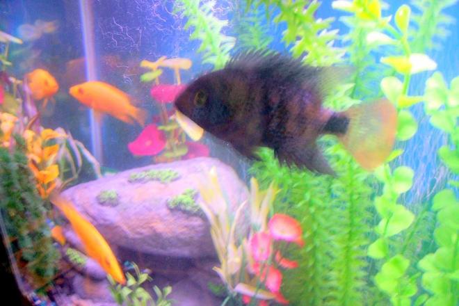 freshwater fish stocking in 30 gallons tank - pic