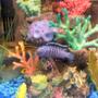 freshwater fish - pseudotropheus demasoni - demasoni cichlid stocking in 30 gallons tank - pic