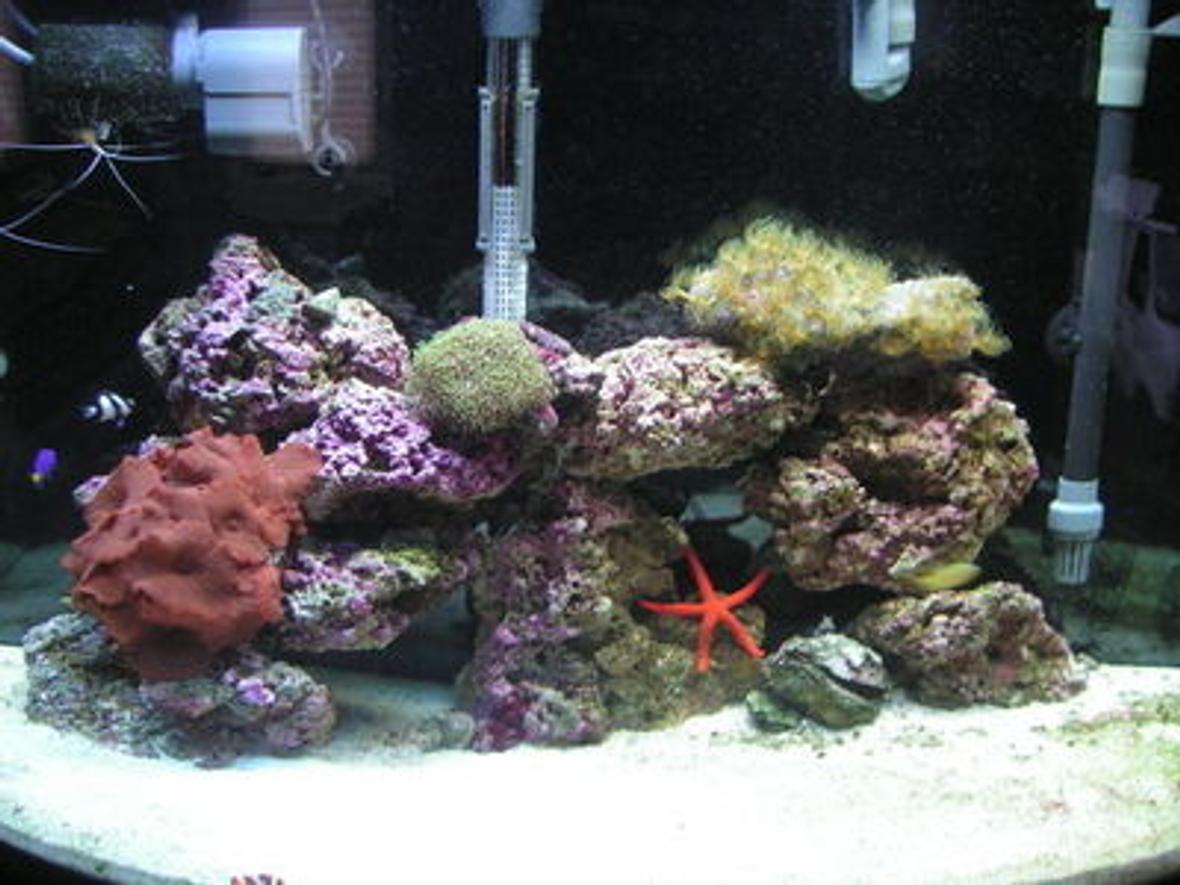 36 gallons reef tank (mostly live coral and fish) - This is the fist day I had my tank up and running. It's my first saltwater tank so I was a little nervous how it would turn out.