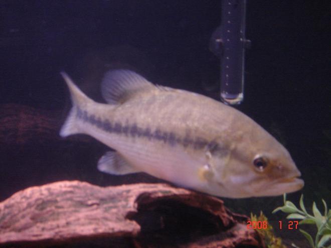 freshwater fish - micropterus salmoides - largemouth bass - largemouth bass
-micropterus salmoides