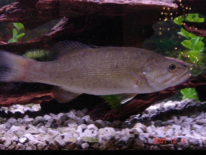 freshwater fish - micropterus dolomieu - smallmouth bass - small mouth bass
-micropterus dolomieu