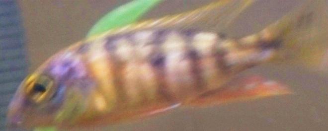 freshwater fish - haplochromis sp. 44 - thick skin stocking in 29 gallons tank - Horace coracle