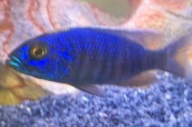 freshwater fish - sciaenochromis fryeri - electric blue hap stocking in 29 gallons tank - lightning blue rap.