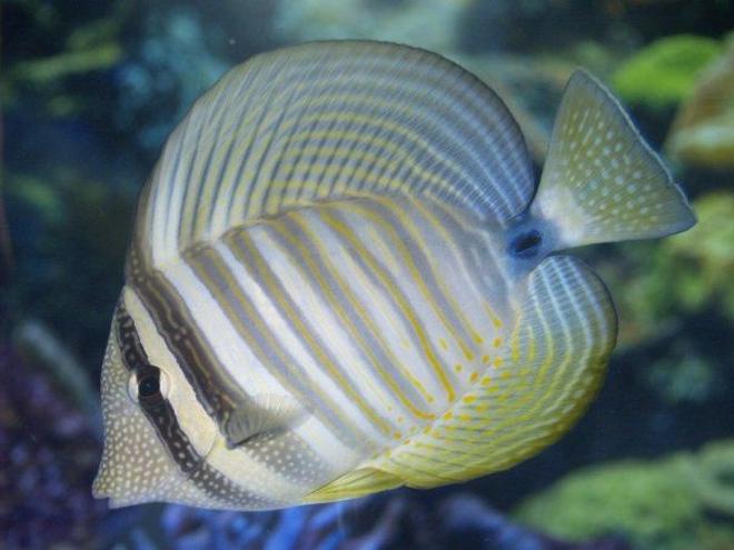 saltwater fish - zebrasoma desjardini - sailfin tang, desjardini stocking in 140 gallons tank - sailfin tang