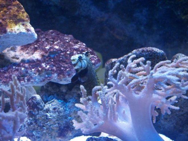 saltwater fish - novaculichthys taeniourus - dragon wrasse stocking in 140 gallons tank - dragon wrasse