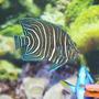 saltwater fish - pomacanthus semicirculatus - koran angelfish stocking in 140 gallons tank - koran angel