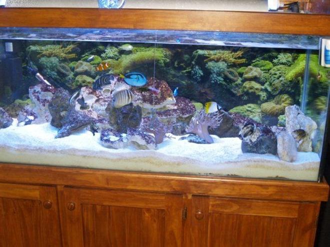 140 gallons saltwater fish tank (mostly fish, little/no live coral) - Me 500 lt tank converted from freshwater to marine.