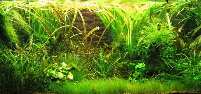 50 gallons planted tank (mostly live plants and fish) - Substituted all the Head and Tail Light Tetras for my favourite fish — Cardinal Tetras. Currently have 12 of them and so far, I've seen 7 Cherry Shrimp. Not buying anymore as they aren't breeding. Temperature (29 degrees centigrade) seems to be too warm for them.
My bro bought a new digital camera — tried it out and am very pleased with the results! Here a some shots ;-) Also substituted the white fluorescent light bulbs behind for red ones to enhance the plant colours.