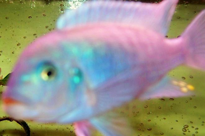 freshwater fish - metriaclima callainos - cobalt blue zebra cichlid stocking in 75 gallons tank - cobalt