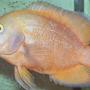 freshwater fish - astronotus ocellatus - albino oscar stocking in 75 gallons tank - Albino Oscar