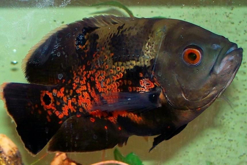 Rated #744: Freshwater Fish - Astronotus Ocellatus - Tiger Oscar Stocking In 75 Gallons Tank - Tiger Oscar