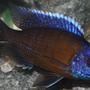 freshwater fish - copadichromis borleyi - borleyi cichlid stocking in 29 gallons tank - Don't really know the name of many of my fish I would appriciate help