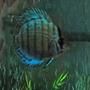 freshwater fish - symphysodon aequifasciata - tefé green discus stocking in 47 gallons tank - new discus