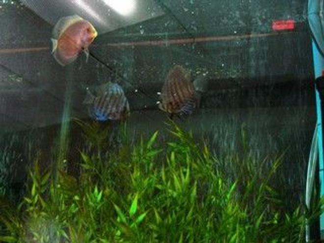 freshwater fish - symphysodon sp. - green tefe discus stocking in 47 gallons tank - the gang