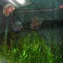 freshwater fish - symphysodon aequifasciata - tefé green discus stocking in 47 gallons tank - 3