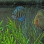 freshwater fish - symphysodon aequifasciata - royal blue discus stocking in 47 gallons tank - display