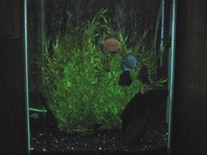 47 gallons freshwater fish tank (mostly fish and non-living decorations) - 47 gal column   4 discus, 10 rummy nose tetras, 3 corys