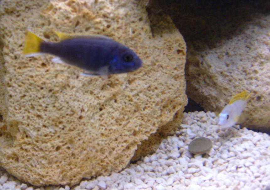 Rated #1663: Freshwater Fish - Pseudotropheus Acei - Acei Cichlid - Pseudotropheus Acei and Labidochromis Perlmutt