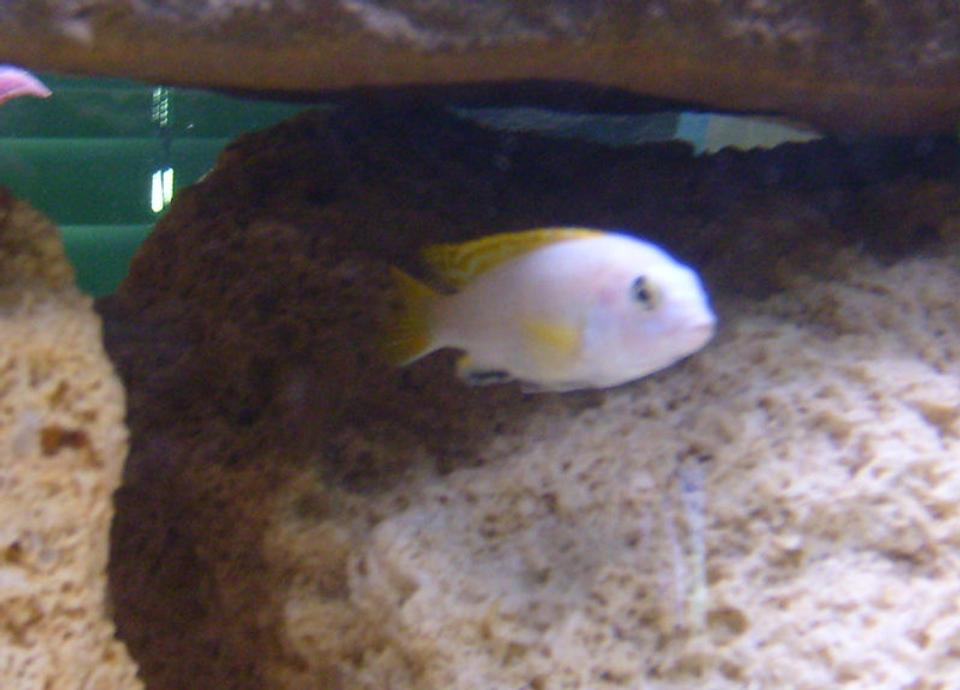 freshwater fish - labidochromis sp. perlmutt - perlmutt cichlid - Labidochromis Perlmutt