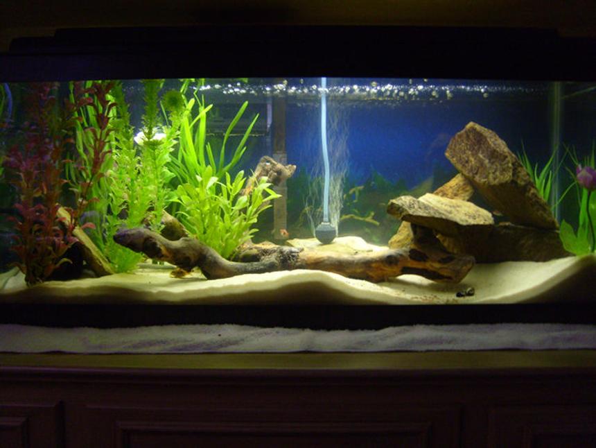 Rated #34: Freshwater Fish Tank - 20g long Tropical Tank
-30lbs Play-Sand
-Whisper Power Filter 30
-Bogwood driftwood
-Numerous shale rocks
-Black PVC pipe
-Several fake plants
-Marineland Visi-Therm Stealth Submersible Heater
-Perfect-a-Light 20 Watt Fluorescent 

Occupants
-2 German Blue Rams
-2 Khuli Loaches
-Clown Pleco
-6 Harlequin Rasbora
-2 Oto Cats