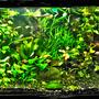 fish tank picture - Just re-planted 600 lire planted tank, beats my plasma screen ever time.