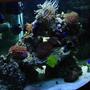 54 gallons reef tank (mostly live coral and fish) - You dont own it, it owns you