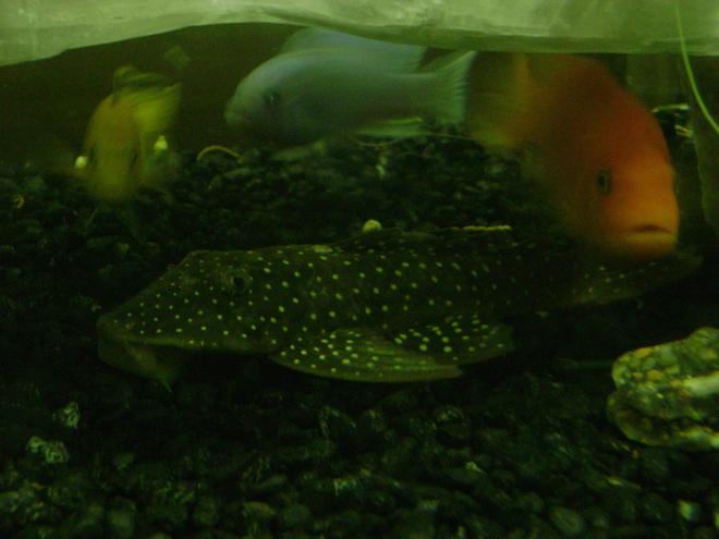 freshwater fish - parancistrus sp. - peppermint plecostomus (l-31) stocking in 120 gallons tank - pleco and africans